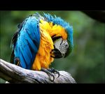 fauna,flora.jpg
