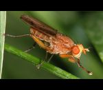 fauna,flora_(1).jpg