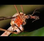 fauna,flora_(100).jpg