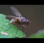 fauna,flora_(102).jpg