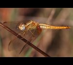 fauna,flora_(104).jpg