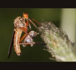 fauna,flora_(108).jpg