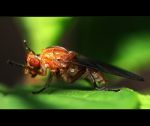 fauna,flora_(13).jpg