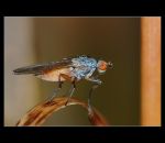 fauna,flora_(16).jpg
