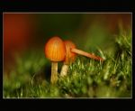 fauna,flora_(18).jpg