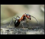 fauna,flora_(19).jpg