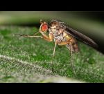 fauna,flora_(2).jpg