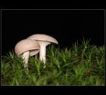fauna,flora_(23).jpg