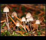 fauna,flora_(24).jpg