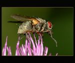 fauna,flora_(34).jpg