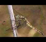fauna,flora_(36).jpg