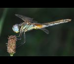fauna,flora_(38).jpg