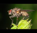 fauna,flora_(44).jpg