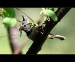 fauna,flora_(47).jpg