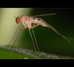 fauna,flora_(48).jpg
