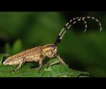 fauna,flora_(5).jpg