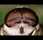 fauna,flora_(51).jpg