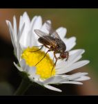 fauna,flora_(52).jpg