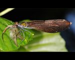 fauna,flora_(57).jpg