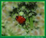 fauna,flora_(6).jpg