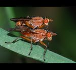 fauna,flora_(63).jpg