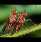 fauna,flora_(64).jpg