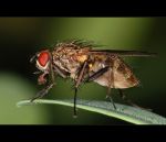fauna,flora_(67).jpg