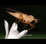 fauna,flora_(68).jpg