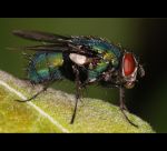 fauna,flora_(8).jpg