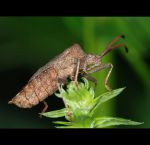 fauna,flora_(83).jpg