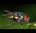 fauna,flora_(9).jpg