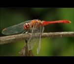 fauna,flora_(90).jpg