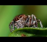 fauna,flora_(91).jpg
