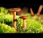 fauna,flora_(93).jpg