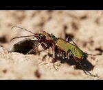 fauna,flora_(97).jpg