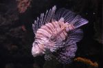 foto_(9)~6.jpg