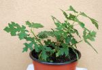 foto_014ladin.jpg