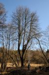 foto_041g~2.jpg