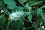 foto_072kiwano.jpg