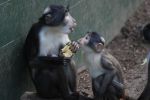 zoo16.jpg