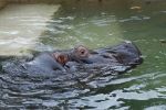 zoo7.jpg